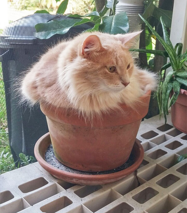 cat-in-flowerpot-3__605