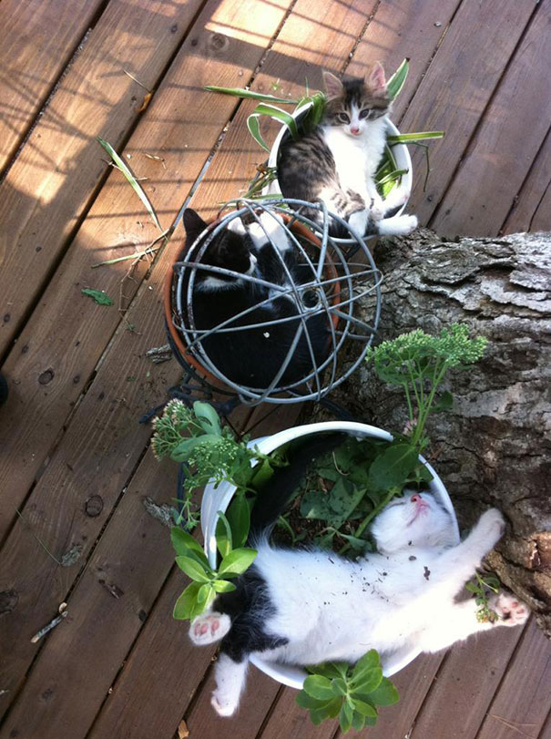 cat-in-flowerpot-5__605