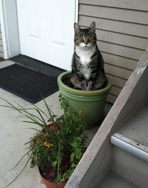 cat-in-flowerpot-8__605