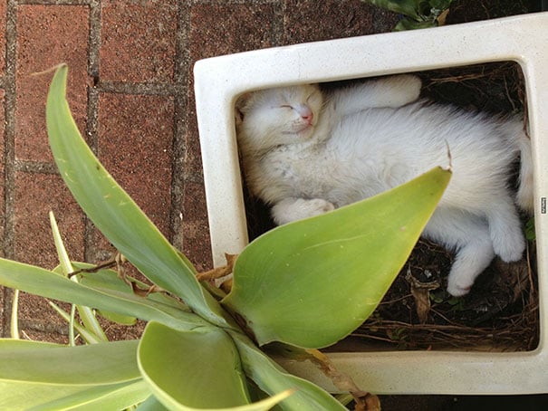 cat-in-flowerpot-9__605