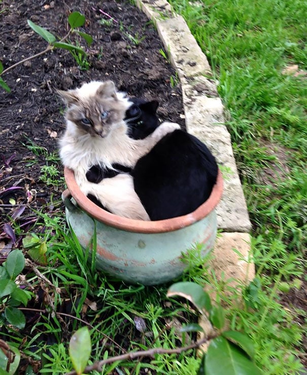 cat-plant