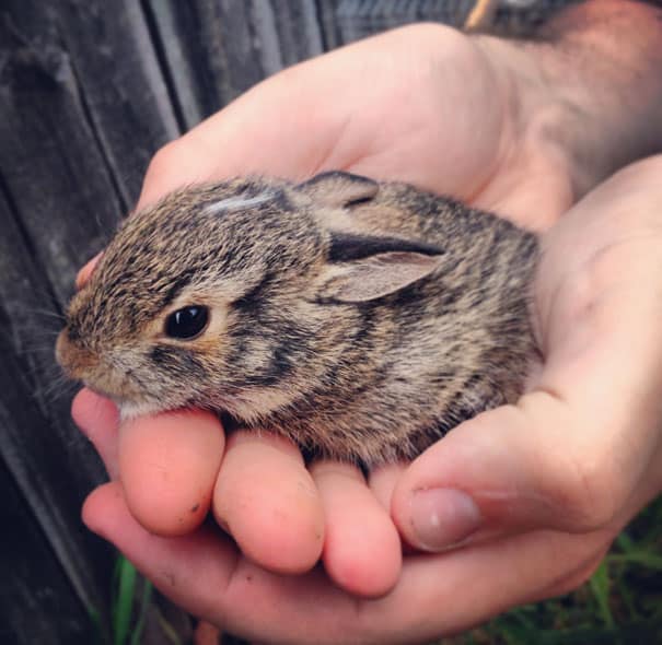 cute-baby-animals-palms-hands-14__605