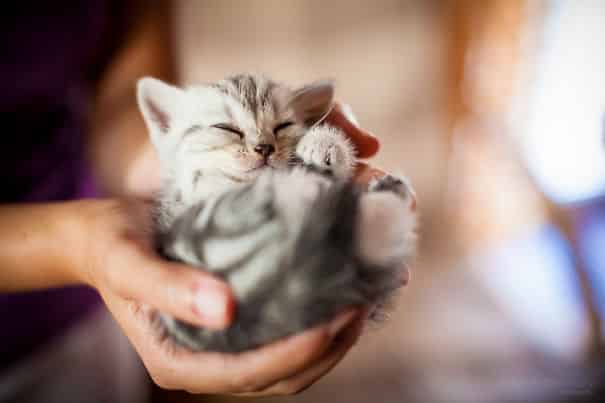 cute-baby-animals-palms-hands-25__605