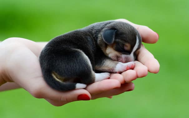 cute-baby-animals-palms-hands-30__605