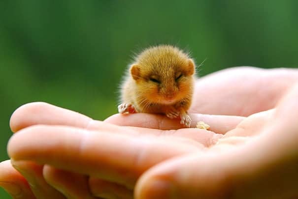 cute-baby-animals-palms-hands-52__605