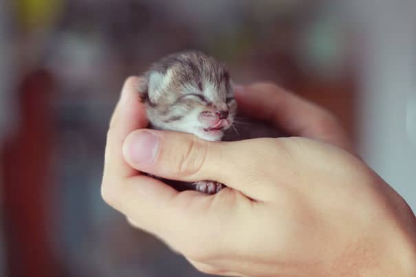 cute-baby-animals-palms-hands-55__605