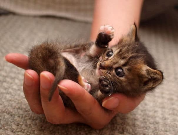 cute-baby-animals-palms-hands-56__605