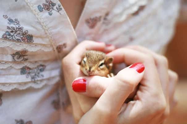 cute-baby-animals-palms-hands-68__605