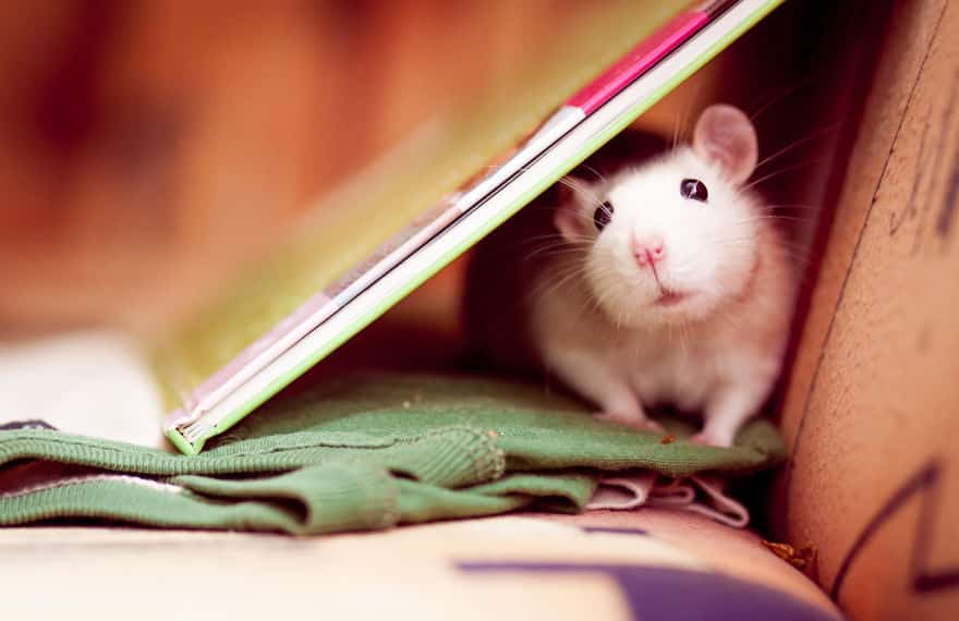 cute-pet-rats-21__880