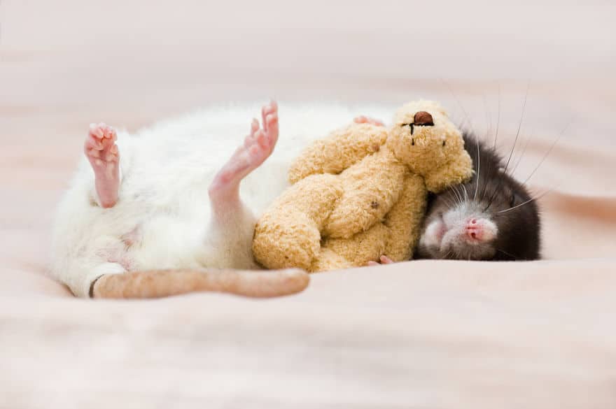 cute-pet-rats-23__880
