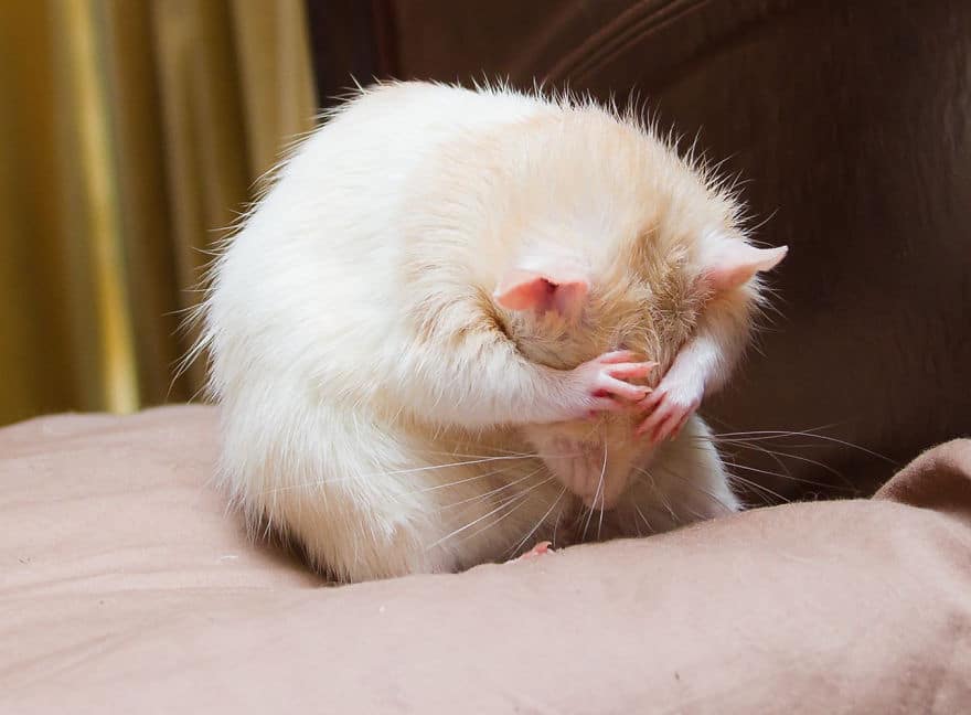 cute-pet-rats-2__880