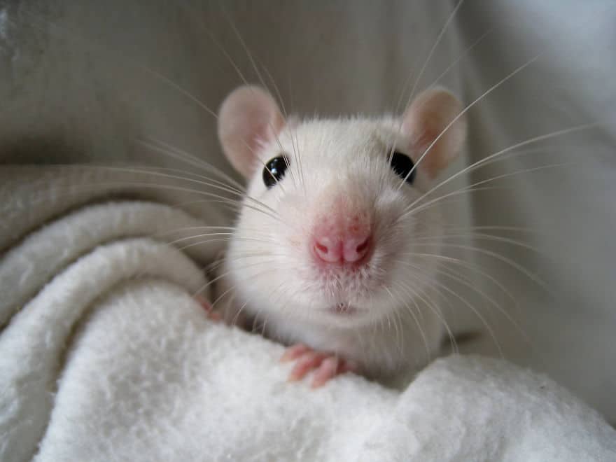 cute-pet-rats-35__880