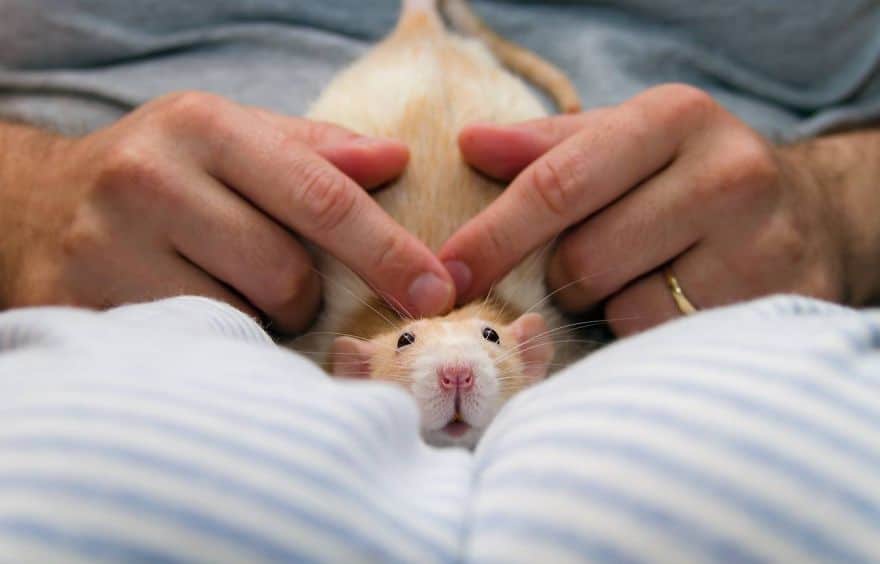 cute-pet-rats-3__880