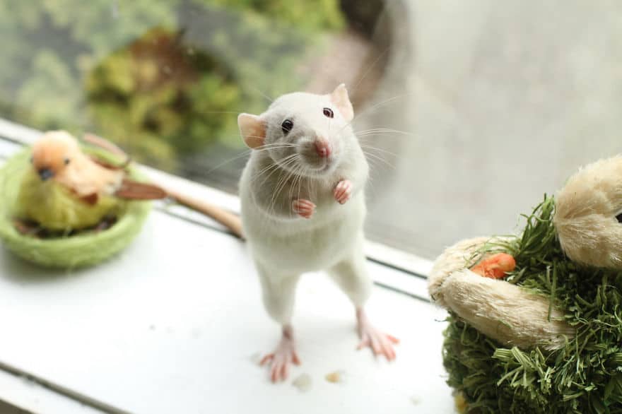 cute-pet-rats-57__880