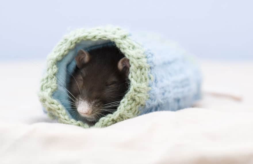 cute-pet-rats-5__880