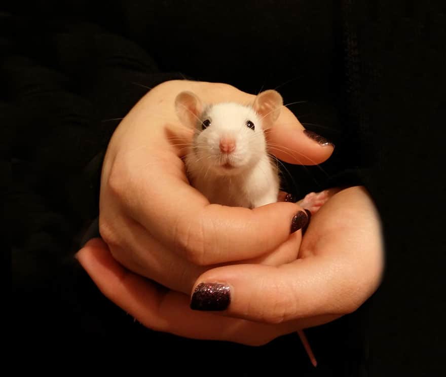 cute-pet-rats-64__880
