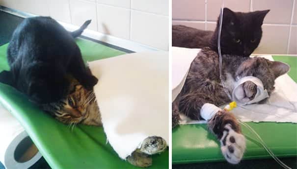 veterinary-nurse-cat-hugs-shelter-animals-radamenes-bydgoszcz-poland-6