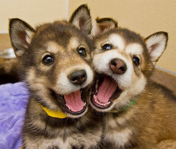 dog-best-friends-10__605