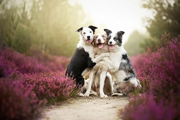 dog-best-friends-17__605