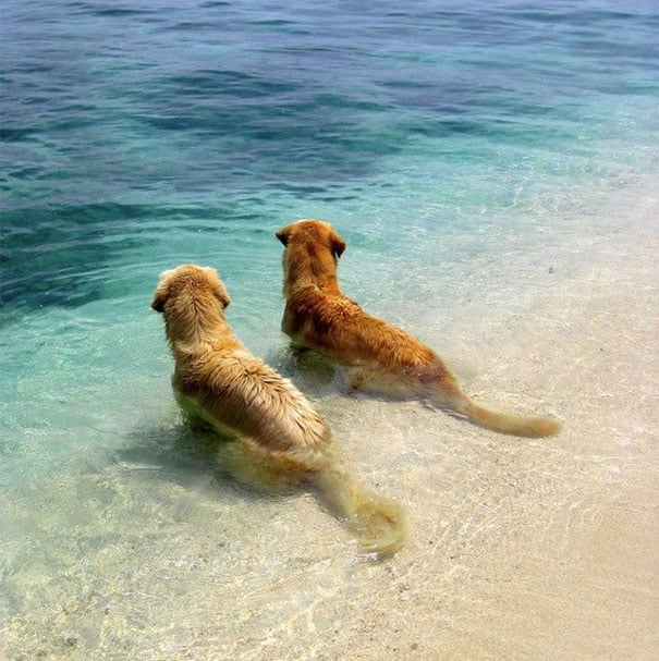 dog-best-friends-19__605