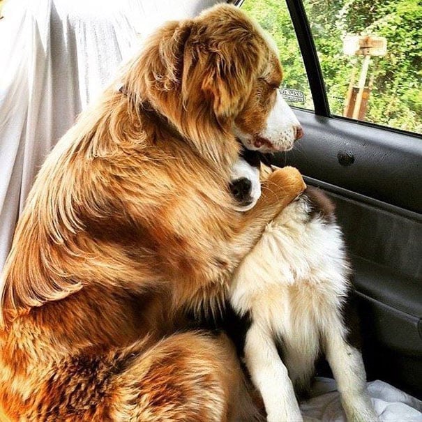 dog-best-friends-2__605