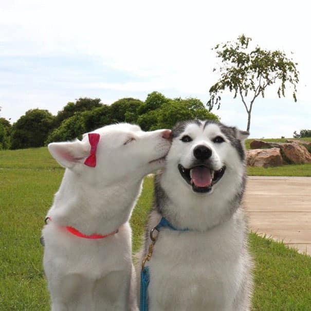 dog-best-friends-62__605