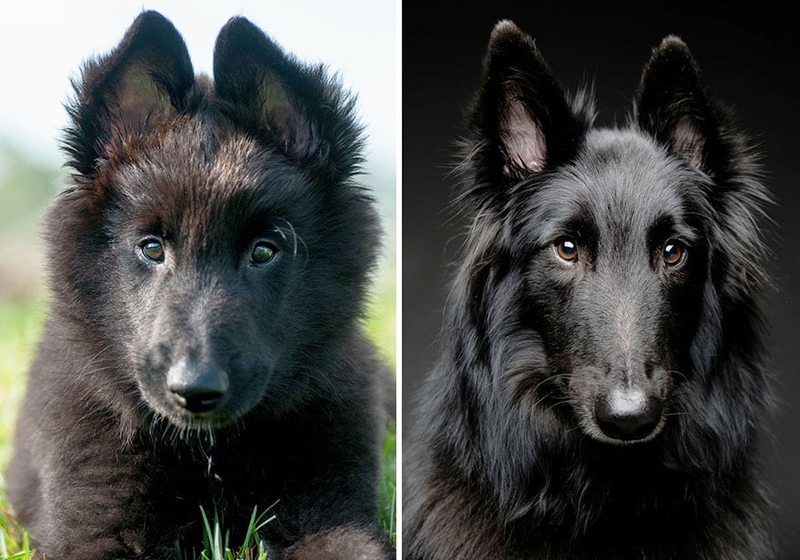 dogs-before-and-after-19__880