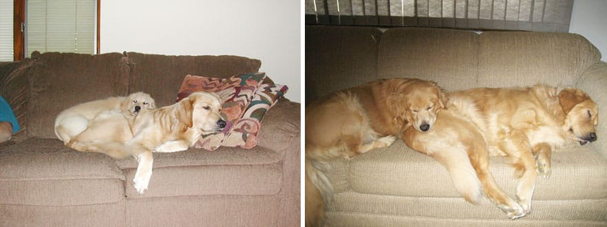 dogs-before-and-after-30__880