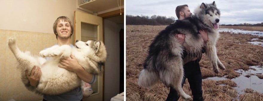 dogs-before-and-after-40