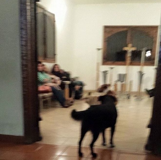 Αδέσποτοι σκύλοι εμφανίστηκαν στα ξαφνικά στην κηδεία της γυναίκας που τα τάϊζε. Δείτε το συγκλονιστικό βίντεο. 3 dogs3