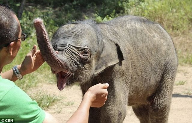 Το μωρό ελέφαντας ήταν πολύ αναστατωμένο και έκλαιγε για πέντε ώρες 