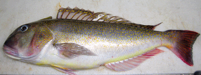 fish7