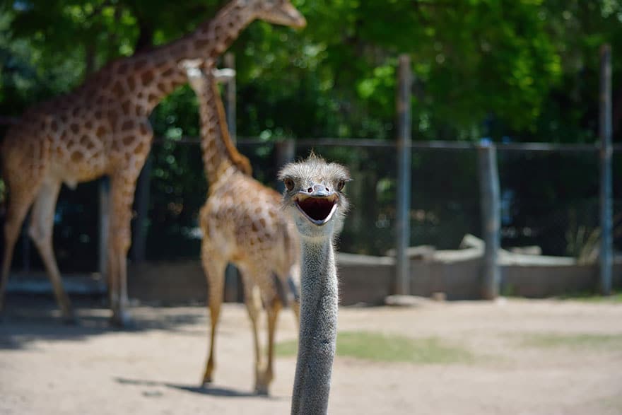 funny-animal-photobombs-6__880