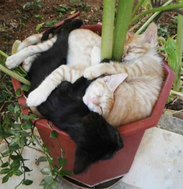 funny-cat-plant-1__605