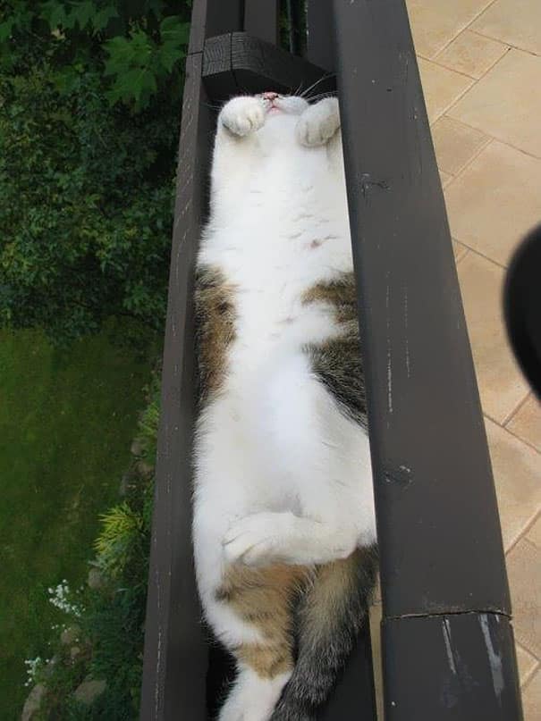 funny-liquid-cats-14__605