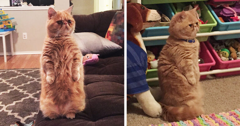 Η γάτα που της αρέσει να κάθεται με τα δυο πόδια!