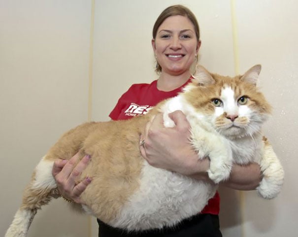 huge-cats-14__605