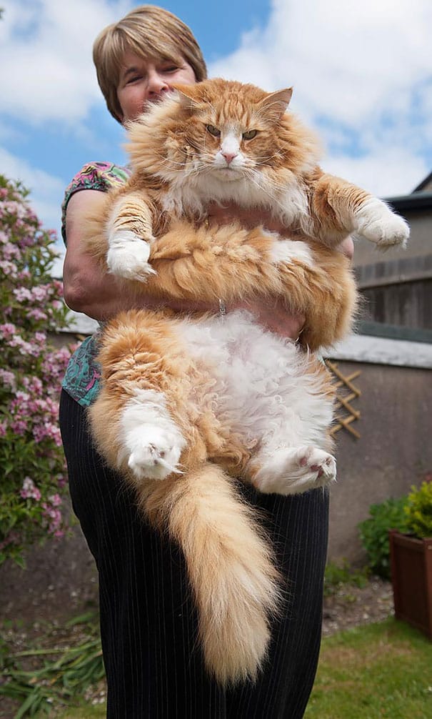 huge-cats-171__605