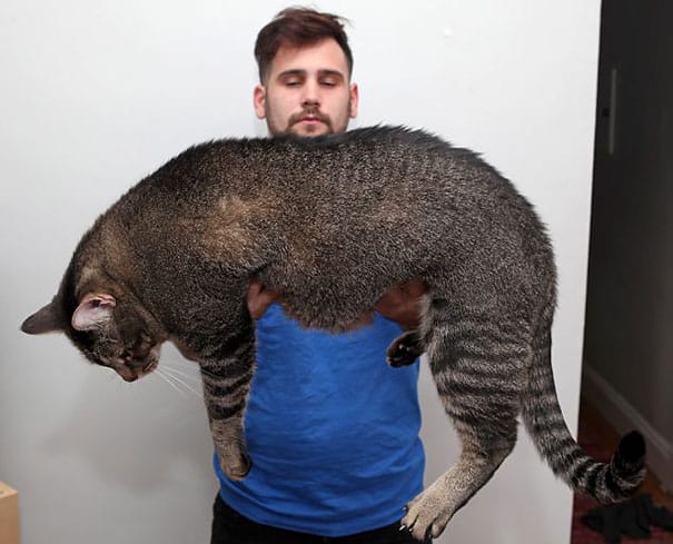 huge-cats-28__605