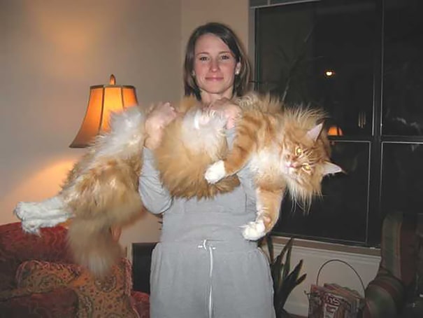 huge-cats-29__605