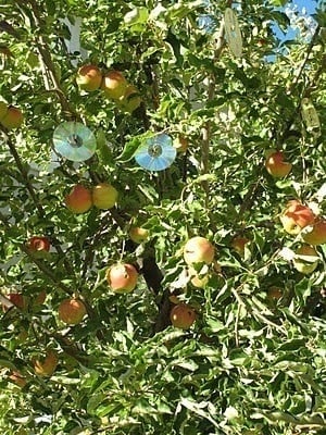 Κρεμάστε μερικά CD στα δένδρα