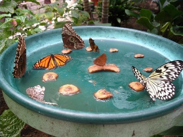 Τοποθετήστε ένα μεγάλο δοχείο με νερό και γεμίστε την αυλή με πεταλούδες