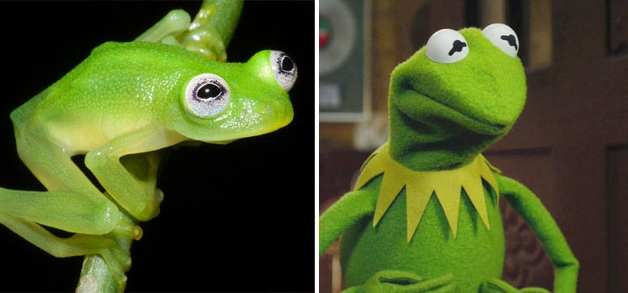 kermit-frog-lookalike-discovered-diane-bare-hearted-glassfrog-hyalinobatrachium-dianae-costa-rica-1