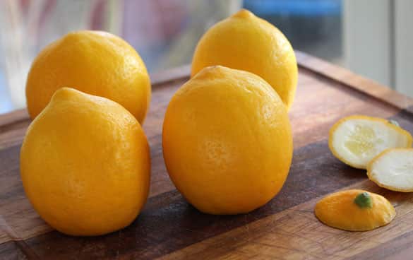 meyer lemons 585x368 1