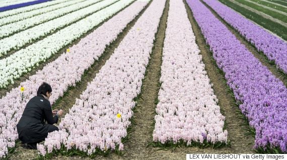 dutch flower fields