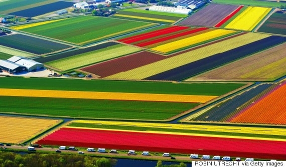 dutch flower fields