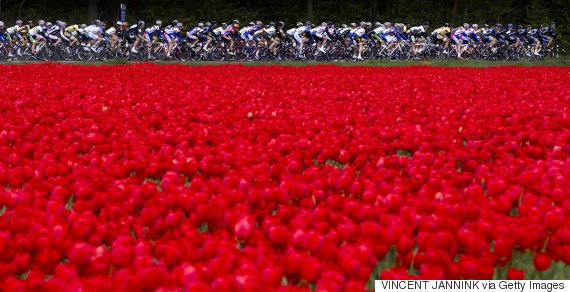 dutch flower fields