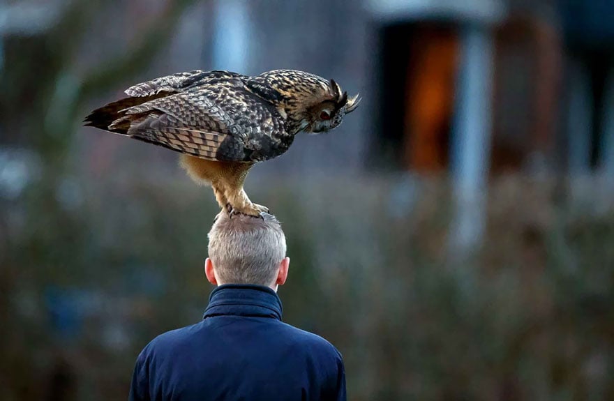 owl-lands-on-head-netherlands-noordeinde-2