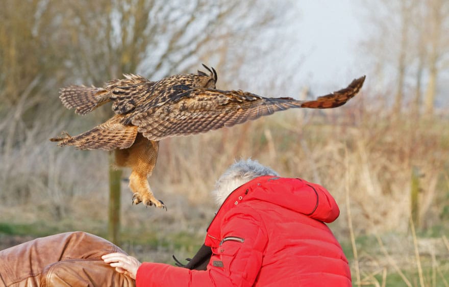 owl-lands-on-head-netherlands-noordeinde-3