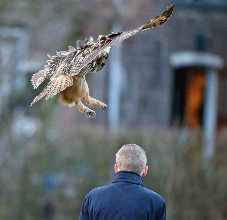 owl-lands-on-head-netherlands-noordeinde-4